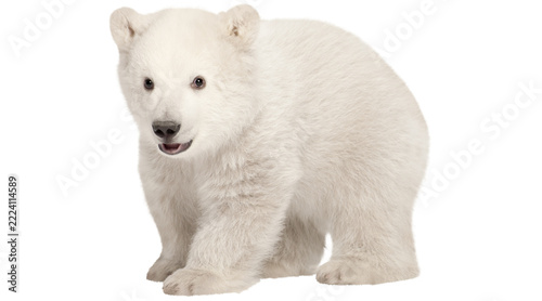 Fotografie PNG, bear, polar bear, polar, arctic, baby, cube, polar png on transparent cutou