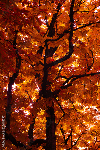 Autumn tree branches with vibrant orange leaves backlit by sunlight