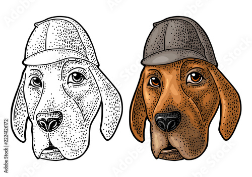 Detective hound dog head wearing Sherlock Holmes deerstalker hat. Hand drawn color engraving illustration of bloodhound or pointer. Isolated on white. Perfect design for logo, mascot, t-shirt