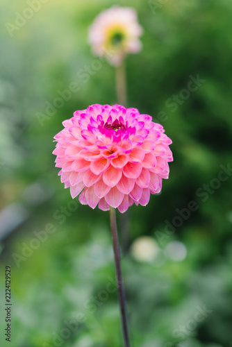 Dahlia Yellow Jill Flower Blooming Brightly Outdoors