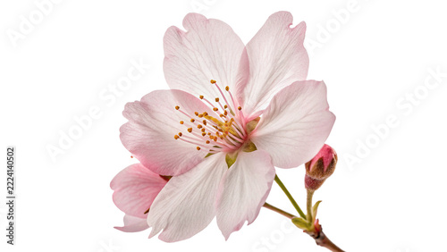 Beautiful blooming cherry blossom sakura flower twig delicate pink petals spring, isolated on transparent background.