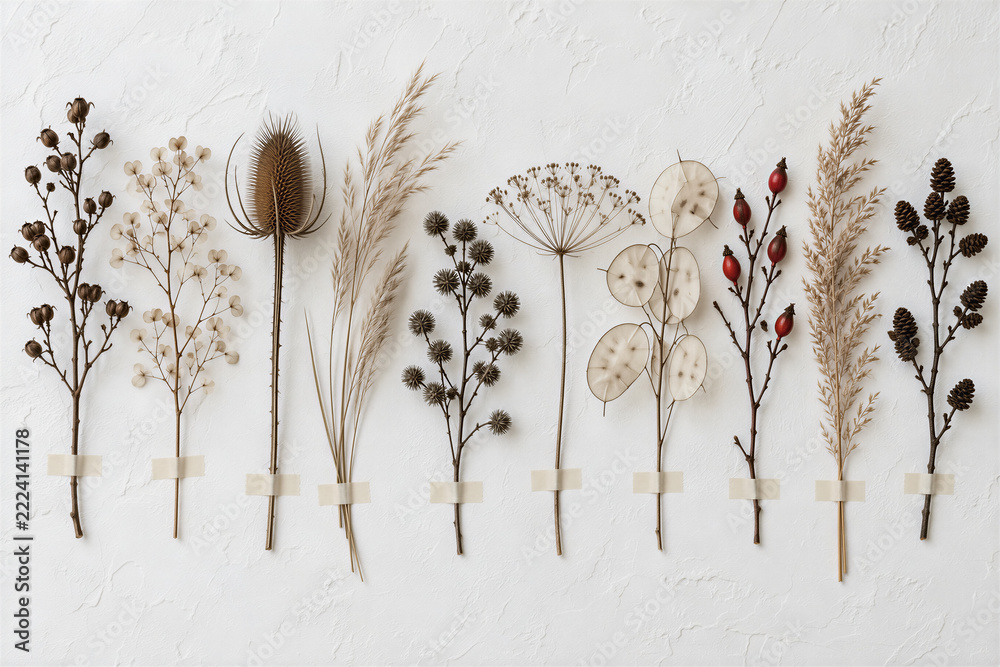 Fototapeta premium Collection of dried botanical specimens arranged in a row on white textured wall, various flowers and grasses taped with paper tape. Nature study, biology, interior decor, minimalist art.