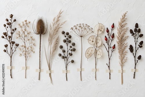 Collection of dried botanical specimens arranged in a row on white textured wall, various flowers and grasses taped with paper tape. Nature study, biology, interior decor, minimalist art.