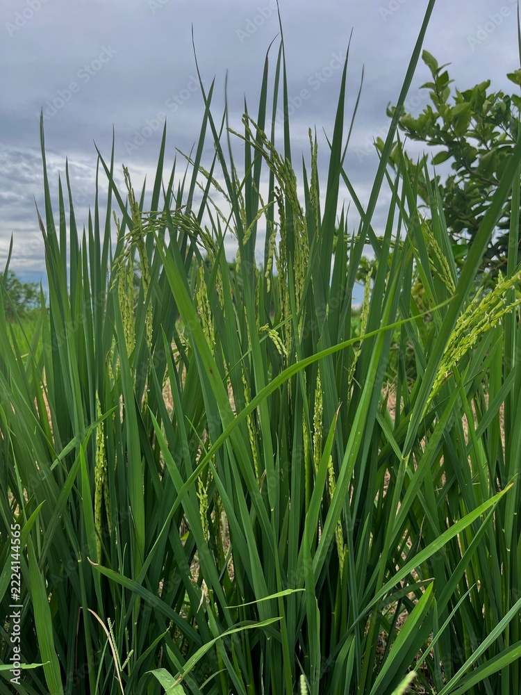 Obraz premium Green paddy rice plant with young grains growing in agricultural field
