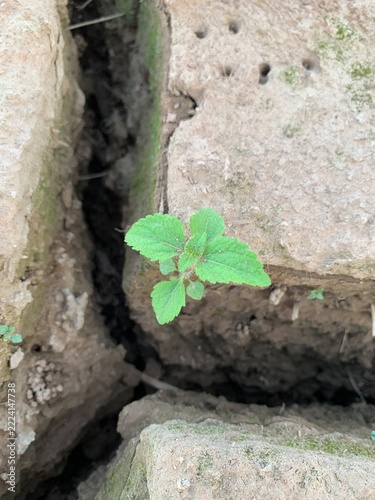 tree spourt on land cracked background
