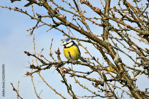 Small Eurasian Blue Tit, Cyanistes caeruleus, perched on shrubs on a clear spring day. 