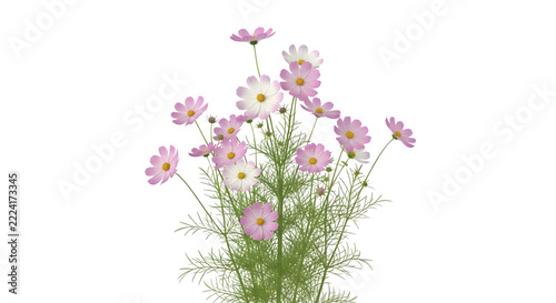 Elegant Pink Cosmos Flower Bouquet Isolated on Transparent Background for Floral Decoration Projects and Botanical Graphic Designs