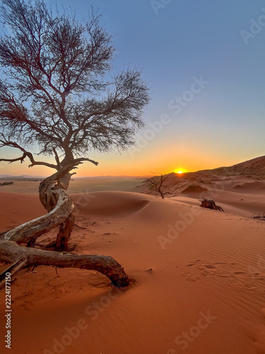 Camel thorn tree (acacia earoloba) in the Namib desert of Namibia 
