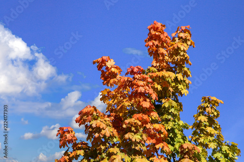 Maple crown with vibrant autumn foliage against a blue, cloudy sky
