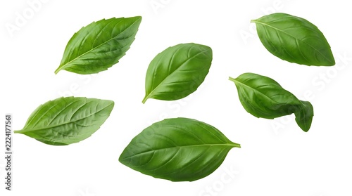 Fresh green basil leaves isolated on a white background, showcasing vibrant color, delicate veins, and natural shapes of aromatic culinary herbs for cooking and garnish