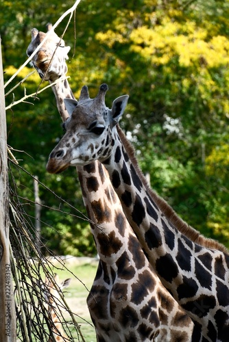 Photography Close View of Two Giraffes Standing Together Among Tree Branches