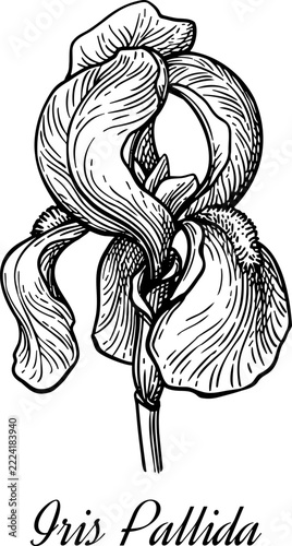 Pen-and-ink botanical illustration of Iris pallida Dalmatian iris, a fragrant bearded iris valued for its aromatic rhizomes. Detailed line drawing for perfumery and herbal medicine design.