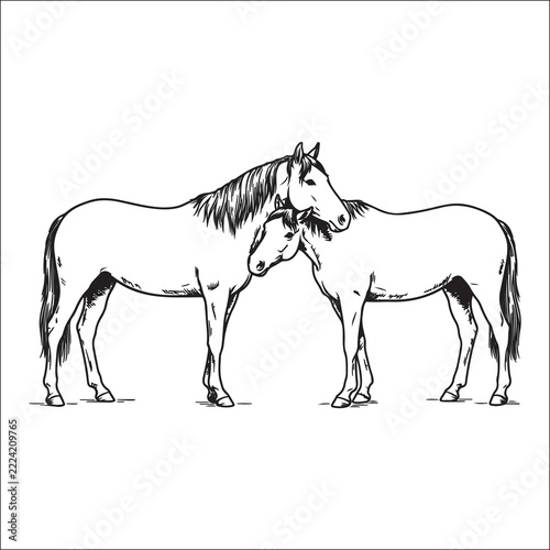 Two horses nuzzling illustration, hand drawn equine artwork, affectionate horse pair standing together, detailed black and white line art sketch, rustic ranch and farm animal theme, elegant horse