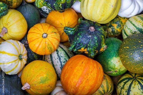 Assortment of pumpkins in various shapes and sizes