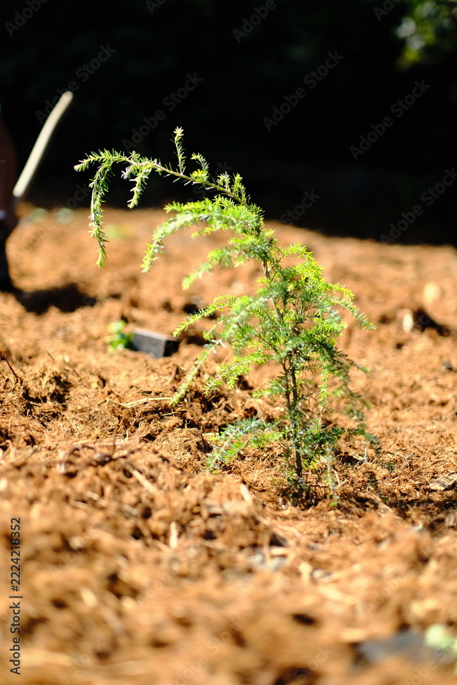 Fototapeta premium Young Conifer Seedling in Mulch