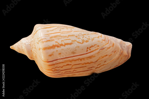 Seashell of Zidona dufresnii