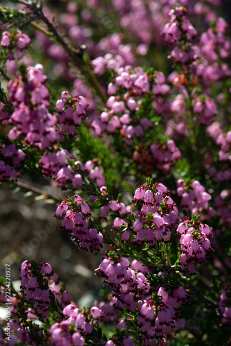 The plant is *Calluna vulgaris* (heather), known as 