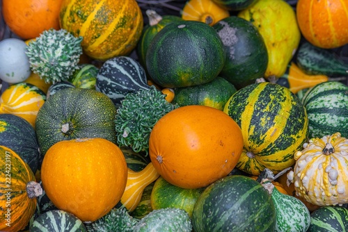 Assortment of pumpkins in various shapes and sizes