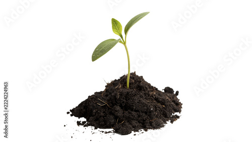 A small young green plant sapling growing from rich dark soil isolated on white background