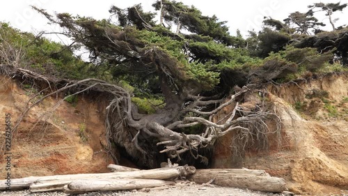 Tree of Life on Washington State beach
