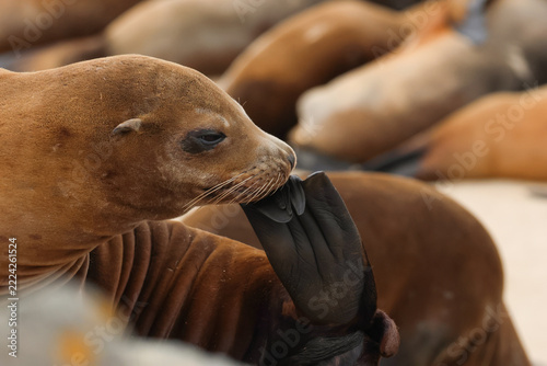 A cute California Sea Lion, Zalophus californianus, cleaning its flipper.