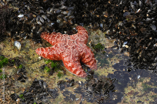 An Ochre Sea Star Starfish ,Pisaster Ochraceus, feeding on Mussels on a rock at low tide.