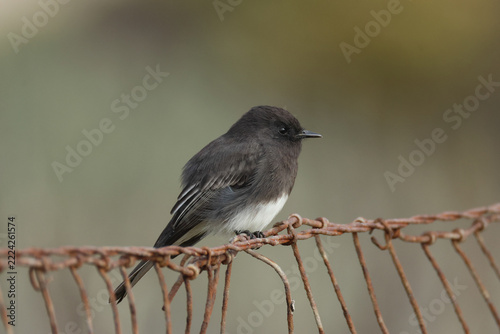 A Black Phoebe, Sayornis nigricans, perching on a fence.