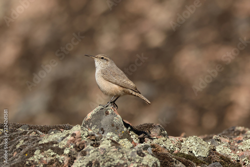 A magnificent Rock Wren, Salpinctes obsoletus, on a rock in the Pinnacles National Park.