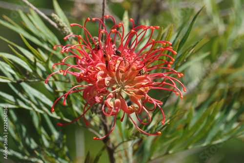A flowering Bank's Grevillea shrub or tree.