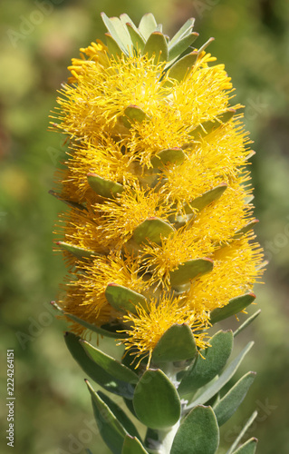 A flowering Golden Pagoda shrub, Mimetes chrysanthus, growing in a botanical garden.