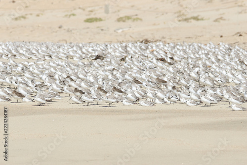 A large flock of Sanderling, Calidris alba, and a few Dunlin standing on the beach at high tide.