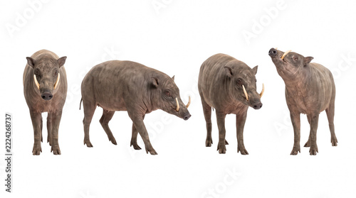 Four babirusa pigs in different poses on transparent background