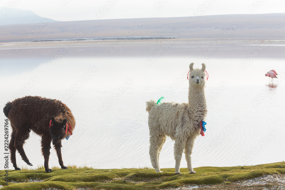 Naklejka premium Alpaca