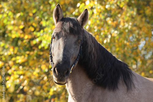 Harness horse in nature autumn background
