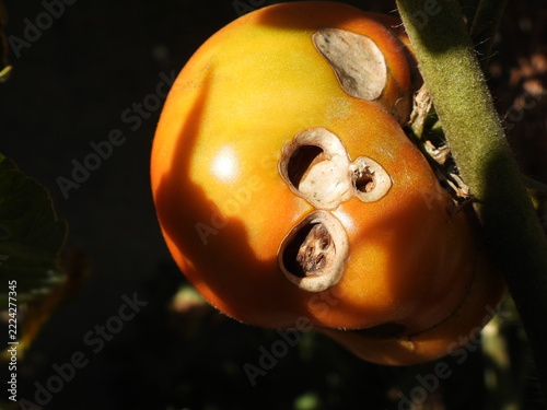 Obraz na plátně Close-up shot of a ripening tomato on the vine, showing distinct dry holes and rot scars