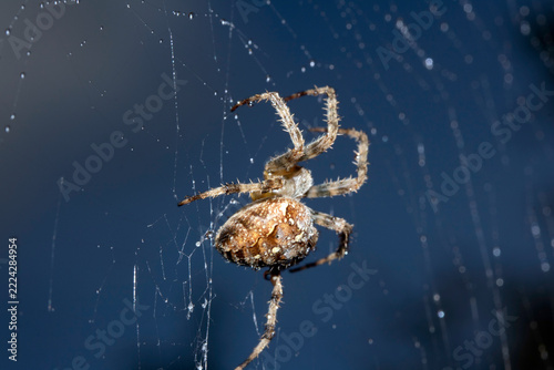 Close up of a garden spider on a spiderweb web on a dark background arachnid