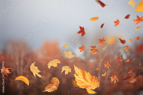 Autumn leaf fall background, real photo