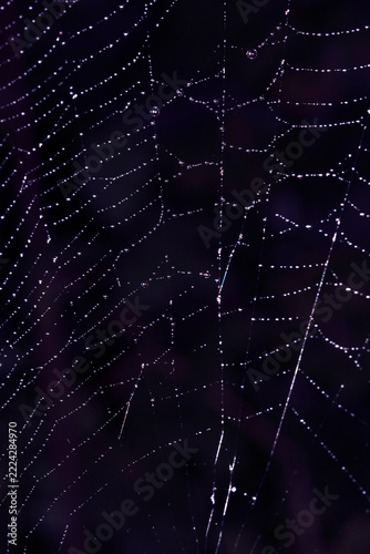 Close up of a garden spider on a spiderweb web on a dark background arachnid