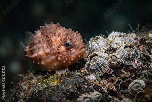 Wild spiny lumpsucker beside an acorn barnacle cluster showing its miniature natural scale