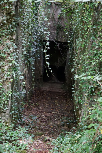 Fotografie Ivy covered passage leading to a dark tunnel opening