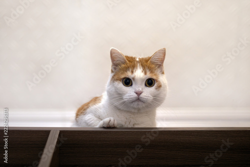 Ginger and white cat peeking over a dark wooden cabinet against a light wall. Curious pet behavior and domestic cat concept.