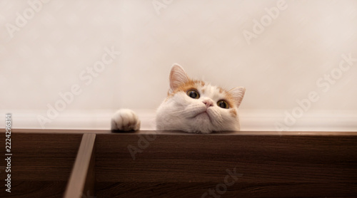 Ginger and white cat peeking over the edge of a dark wooden cabinet with one paw resting on top. Curious feline behavior and pet portrait concept.