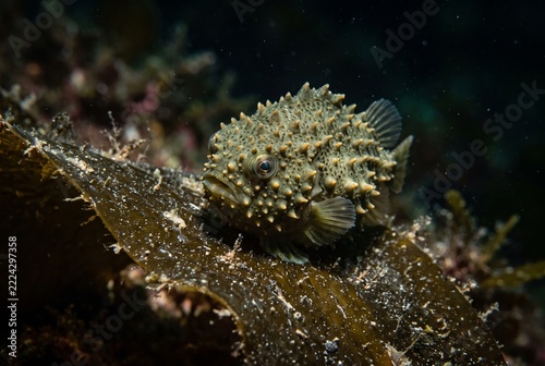 Underwater macro portrait of an olive green spiny lumpsucker on a dark kelp leaf