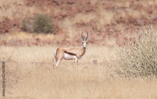 Springbok in Damaraland, Namibia, Africa