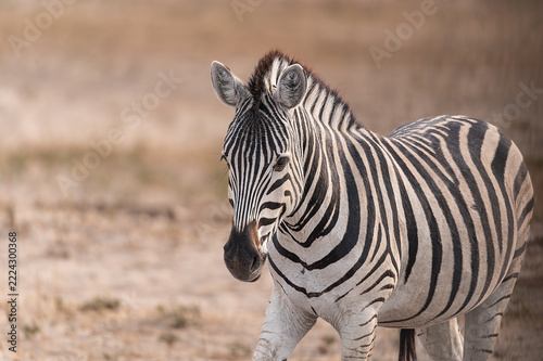 Plains Zebras in the dry Boteti River Bed, Botswana, Africa