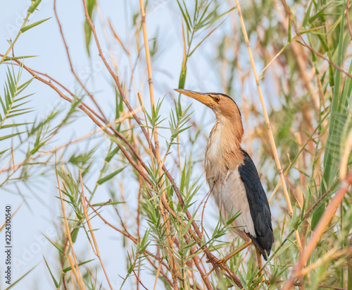 Squacco heron in the Cyperus papyrus plant by the Okavango - Cubango river in Botswana, Africa