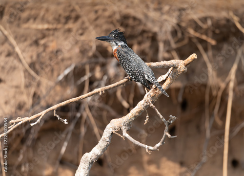 Giant kingfisher in a tree  in the Okavango Delta, Botswana, Africa