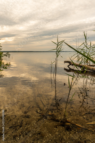 Die Natur an der Müritz in Mecklenburg-Vorpommern im Sommer