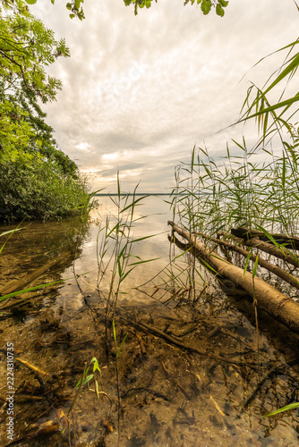 Die Natur an der Müritz in Mecklenburg-Vorpommern im Sommer