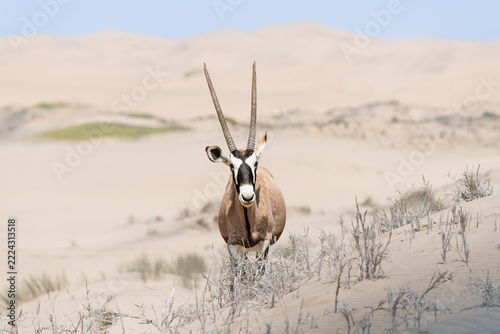 Oryx standing on a sand dune near Walvis Bay and Sandwich Harbour, Namibia, Africa
